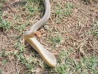 Dolichophis caspius