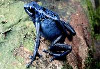 Photo: A rare and endangered blue poison dart frog