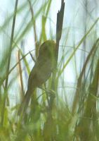 Black-breasted Parrotbill - Paradoxornis flavirostris