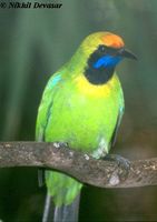 Golden-fronted Leafbird - Chloropsis aurifrons