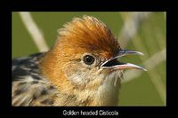 Golden Headed Cisticola