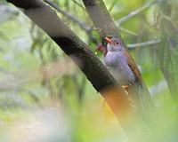 Orange-billed Nightingale-Thrush (Catharus aurantiirostris) photo