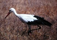 White Stork - Ciconia ciconia