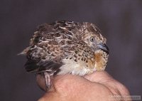 Small Buttonquail - Turnix sylvatica