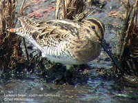 Latham's Snipe - Gallinago hardwickii