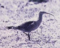 Eskimo Curlew - Numenius borealis