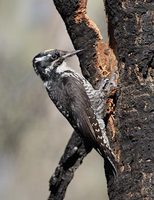 Three-toed Woodpecker (Picoides tridactylus) photo