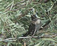 Ring Ouzel (Turdus torquatus) photo