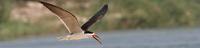 African Skimmer - Rynchops flavirostris