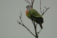 Pink-necked Pigeon - Treron vernans