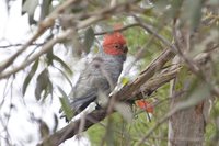 Gang-gang Cockatoo - Callocephalon fimbriatum