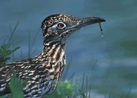 Greater Roadrunner - Geococcyx californianus