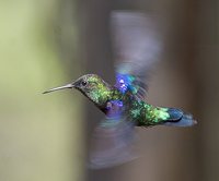 Green-crowned Woodnymph - Thalurania fannyi