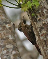 Ivory-billed Woodcreeper - Xiphorhynchus flavigaster