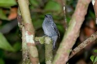 White-shouldered Antshrike - Thamnophilus aethiops