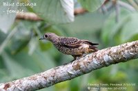 Blue Cotinga - Cotinga nattererii