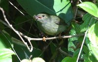 White-bearded Manakin - Manacus manacus