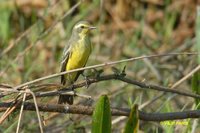 Yellow-browed Tyrant - Satrapa icterophrys