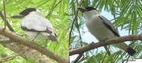 Black-crowned Tityra - Tityra inquisitor