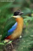 Blue-winged Pitta - Pitta moluccensis