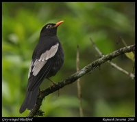 Gray-winged Blackbird - Turdus boulboul