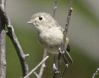 Hutton's Vireo - Vireo huttoni