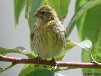 European Serin - Serinus serinus