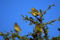 Yellow-fronted Canary - Serinus mozambicus