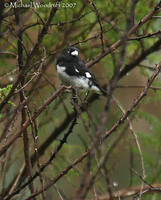 Black-and-white Seedeater - Sporophila luctuosa