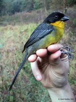 White-naped Brush-Finch - Atlapetes albinucha