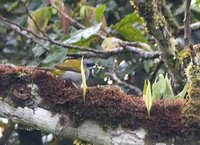 Yellow-shouldered Grosbeak - Parkerthraustes humeralis