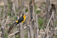 Saffron-cowled Blackbird - Xanthopsar flavus