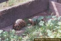 Star Tortoise, Geochelone elegans