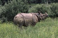 Indian Rhinoceros (Rhinoceros unicornis) Status: Endangered