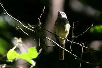 Forest  elaenia