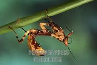 Flower mantid ( Creobroter pictipennis ) stock photo