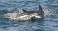 Atlantic White-sided Dolphin