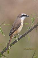 Brown shrike C20D 03181.jpg