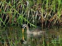 Masked Finfoot