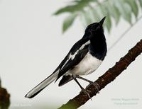 Magpie-Robin