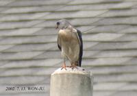 Chinese-Sparrow Hawk Accipiter soloensis 붉은배새매