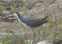 White-Brested Waterhen Amaurornis phoenicurus 흰배뜸부기