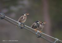 Grey Starling Sturnus cineraceus 찌르레기