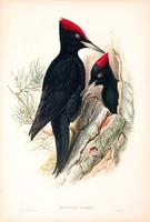 Richter after Gould Great Black Woodpecker (Dryocopus martius)