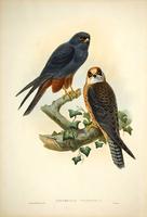 Richter after Gould Red-Footed Falcon (Erythropus vespertinus)