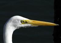 Great Egret Head  a.jpg (27493 bytes)