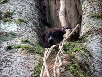 ▲ Small Teeth Sportive Lemur