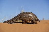 Pangolin, Manis temminckii, Curls into a ball when disturbed, Kgalagadi Transfrontier Park, Kala...