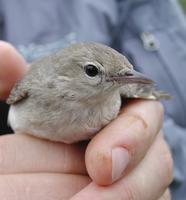 Garden Warbler (Sylvia borin)