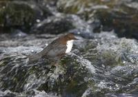 Dipper (Cinclus cinclus)